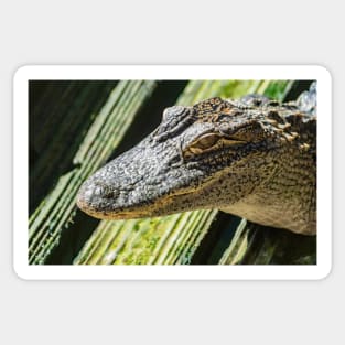 Grand Alligator Sticker